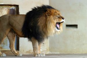 Discover the curious secrets of the Tower Menagerie!